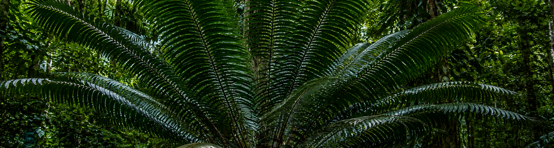 palm